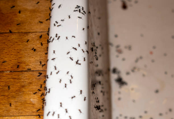 Best Pest Prevention Services  in Chestnut Ridge, NY