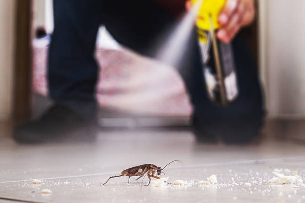 Best Ant Control Services  in Chestnut Ridge, NY
